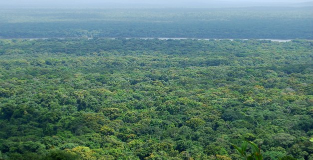 Brief: In the aftermath of a REDD+ bilateral agreement