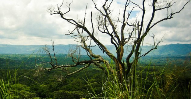 Can Strategical Environmental Assessment (SEA) of REDD+ improve policy making and forest governance - Lessons learned from the World Bank pilot program on SEA in policy and sector reform