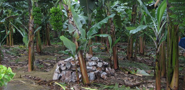 Measuring and monitoring forest degradation for REDD.