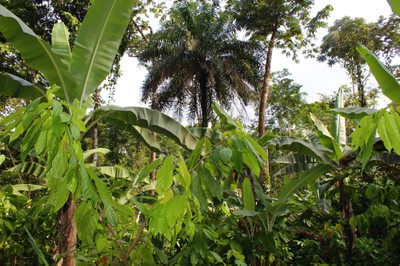 Cocoa and banana in agroforestry system in Nigeria's Cross River State