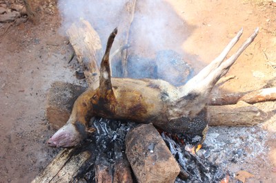 Duiker hunted in agroforestry/forest complex in Nigeria's Cross River State