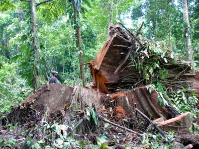 Felled tree in Papua, Indonesia. 