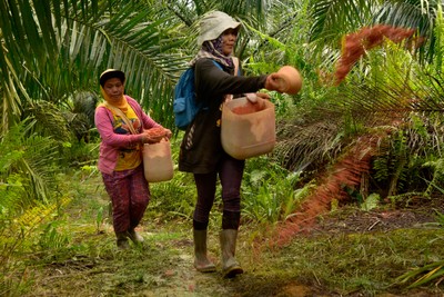 Fertilizing soil on oil palm plantation, West Kalimantan, indonesia.