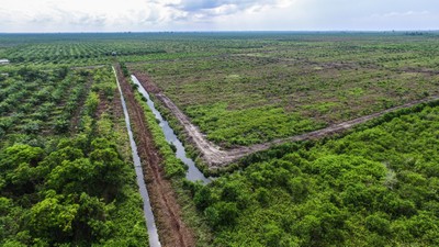 Palm oil plantation in Riau Indonesia. 