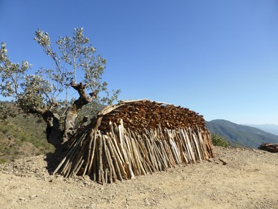 A stack of fuelwood on the road side. Photo Laura Kmoch