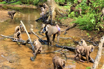 Endangered drills (Mandrillus leucophaeus) in an animal rescue center in Cross River State (Nigeria).