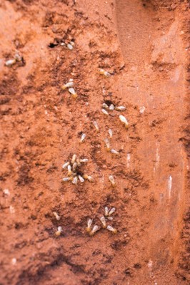 termites