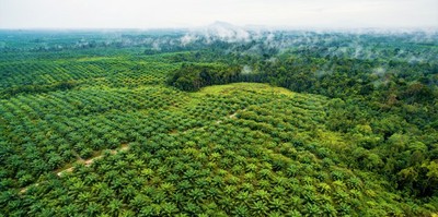 Palm oil in West Kalimantan, indonesia. Photo: Nanang Sujana CIFOR