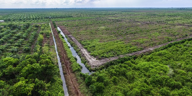 Agricultural and forestry trade drives large share of tropical deforestation emissions