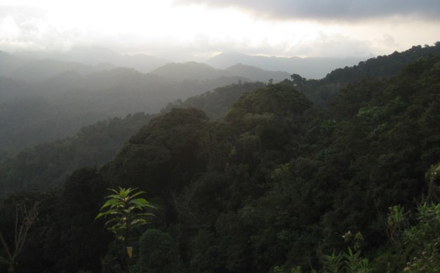 Climate Sensitivity of Tropical Trees Along an Elevation Gradient in Rwanda