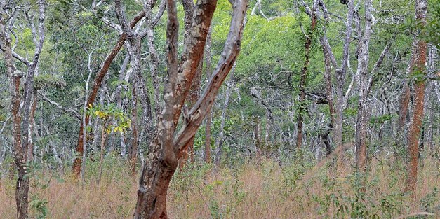 Comparative evaluation of two forest systems under different management regimes in Miombo woodlands