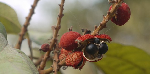 Focali brief: Food security in Sri Lankan homegardens