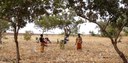 Forests and trees - essential for food security on a landscape level