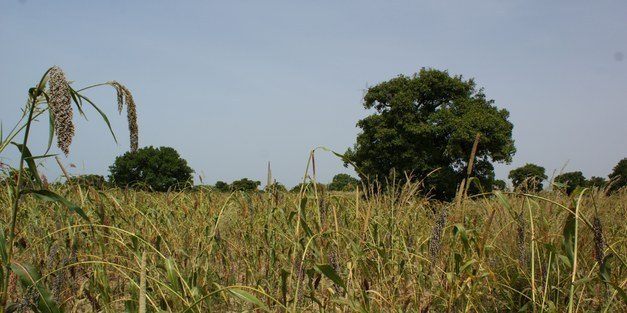 Intermediate tree cover can maximize groundwater recharge in the seasonally dry tropics