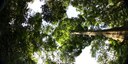 Life history traits predict the response to increased light among 33 tropical rainforest tree species