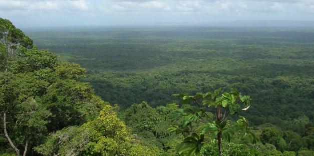 New Focali Brief: Guyana-Norway REDD+ agreement - Payments based on performance - or politics?