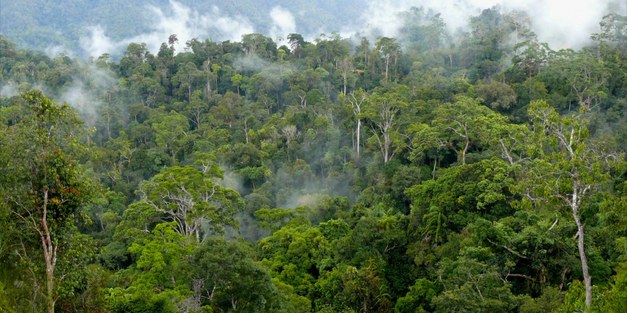 New PLOS collection: Measuring forest conservation effectiveness