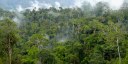 New PLOS collection: Measuring forest conservation effectiveness