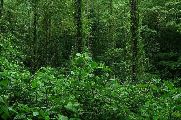 New study on photosynthetic capacity of tropical trees