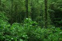 New study on photosynthetic capacity of tropical trees
