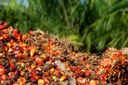 Oil palm for biodiesel in Brazil - risks and opportunities