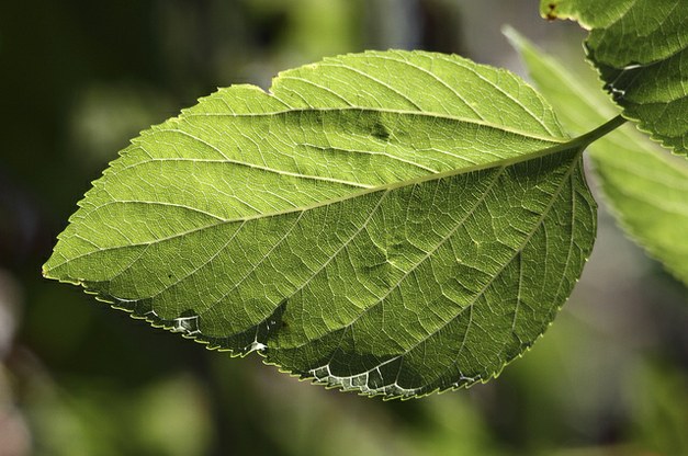 Photosynthetic temperature responses of tree species in Rwanda