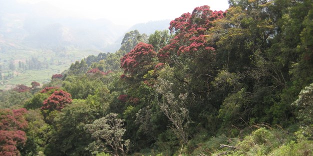 REDD+ readiness implications for Sri Lanka in terms of reducing deforestation