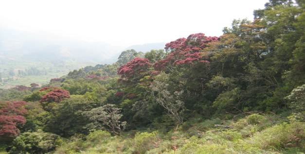 Student thesis: Tropical deforestation in Sri Lanka - A Minor Field Study investigating the impact of small scale farmers