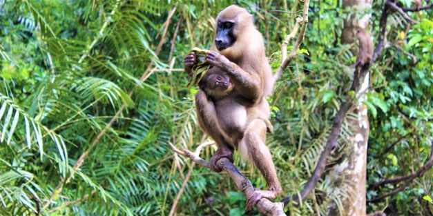 What future for primates? Conservation struggles in the forests  of Cross River State, Nigeria