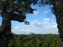 Forest canopy in the Ecuadorian Amazon, Photo by Torsten Krause