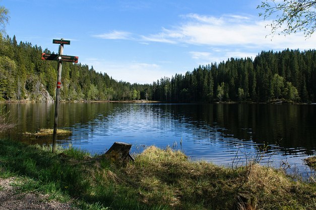 Visions for the world’s forests – the role of water in forests in Sweden and in the world.