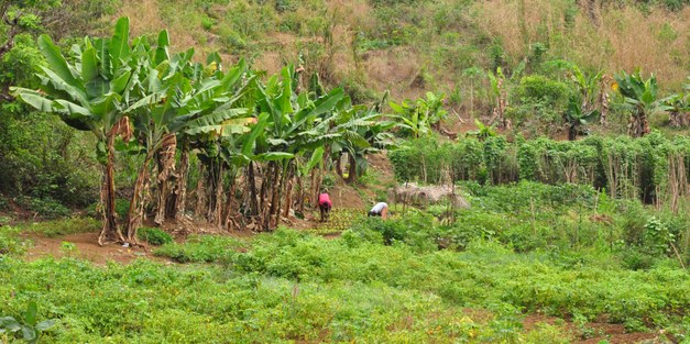 Agricultural Research for Development conference: Innovations and Incentives