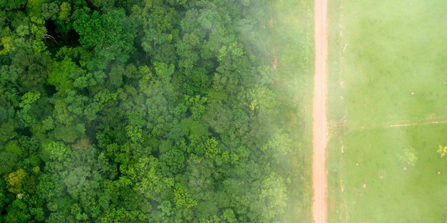  Stepping up Swedish action on tropical deforestation - Dialogue on International Day of Forests