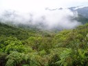 Focali at World Forestry Congress in Buenos Aires