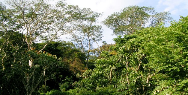 Focali seminar about Community Forestry in Cambodia