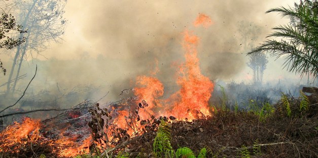 Indonesiens regnskog brinner  – vad har orsakat miljökatastrofen och hur kan regnskogen byggas upp igen?