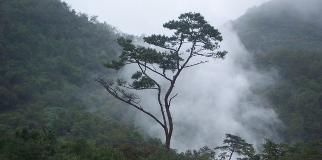 Lasse Tarvainen: Carbon Dioxide and Water Vapour Exchange within a Norway Spruce Canopy    