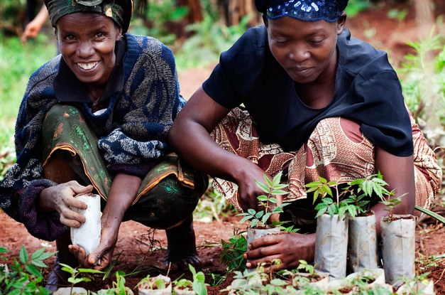 Launch event: “Achieving the Global Goals through agroforestry”