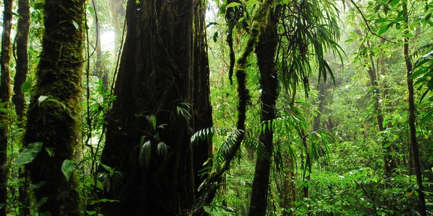 New insights into the carbon cycle of tropical forests from a global monitoring network