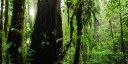 New insights into the carbon cycle of tropical forests from a global monitoring network