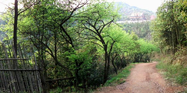 Forest devolution in China