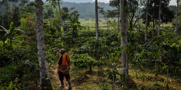 ASEAN Guidelines for Agroforestry Development - a success story for landscapes, livelihoods and resilience