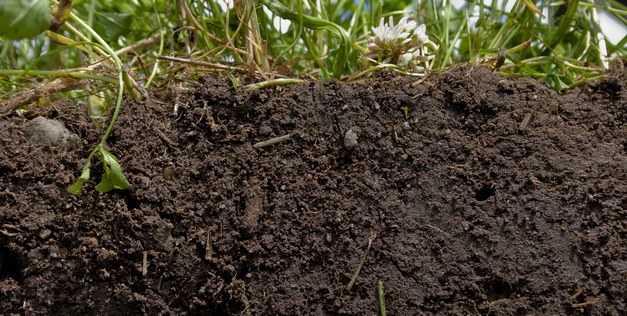 Workshop on drained organic soils 