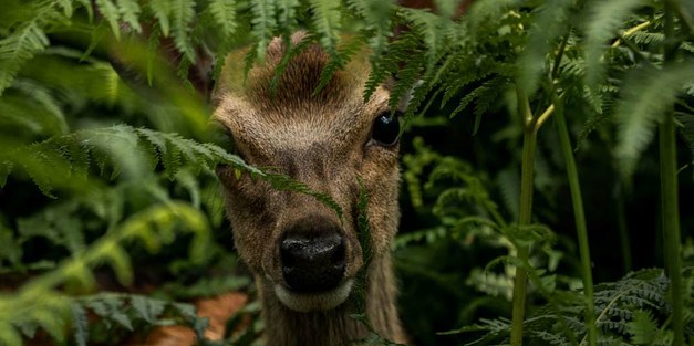 Agroforestry needs to take another look at biodiversity, and not just the plants 