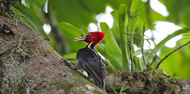 Brighter outlook for the rainforest?