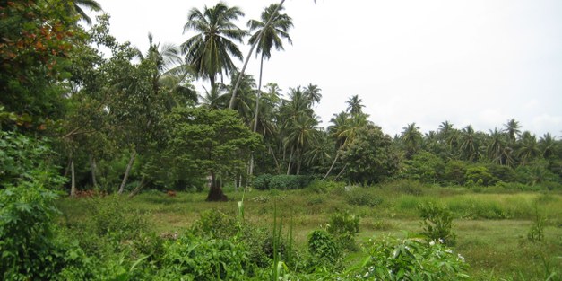 Dr Peter Holmgren from Sweden new Director General for CIFOR