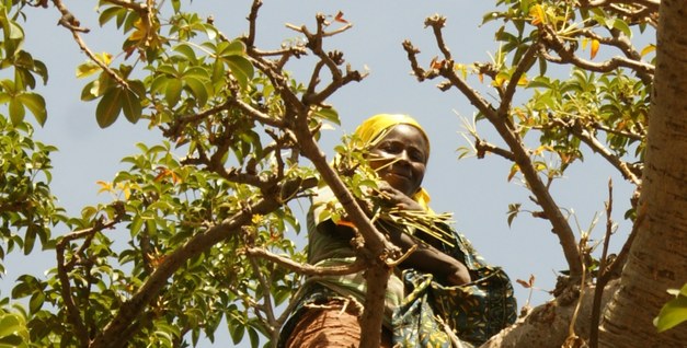 FAO: "Forests and trees provide benefits for food security and nutrition – what is your say?"