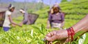 Open Call for SIANI Expert Groups
