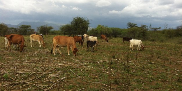 PhD course: “Restoration of degraded semi-arid landscapes – Livelihood, Livestock and Land use”