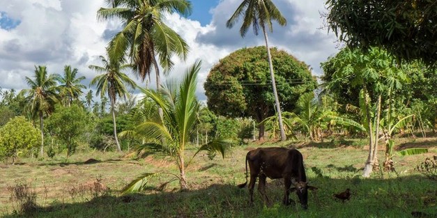 REFOREST – a new forest science program opens for PhDs    